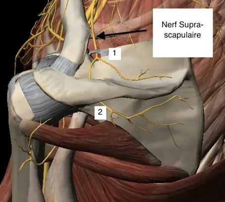 Image passage du nerf supra scapulaire au niveau de l'échancrure coracoïdienne Centre de l'épaule à Bordeaux