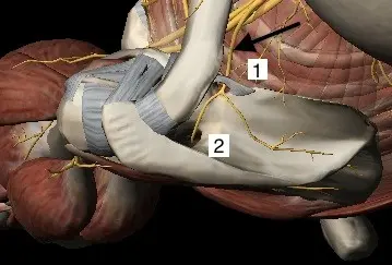 Image passage du nerf supra scapulaire autour du pilier de la scapula Centre de l'épaule à Bordeaux