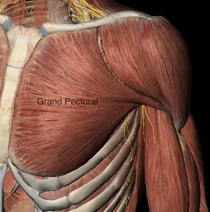 Image rupture muscle grand pectoral Centre de l'épaule à Bordeaux